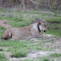ZMB NOR SouthLuangwa 2016DEC10 NP 048 : 2016, 2016 - African Adventures, Africa, Date, December, Eastern, Month, National Park, Northern, Places, South Luangwa, Trips, Year, Zambia